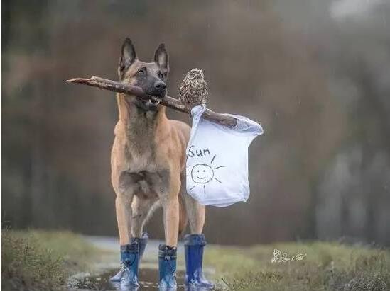 [视频]德国牧羊犬和猫头鹰成为挚友 形影不离