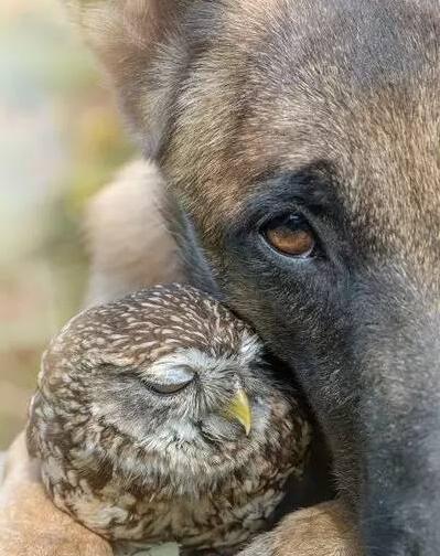 [视频]德国牧羊犬和猫头鹰成为挚友 形影不离