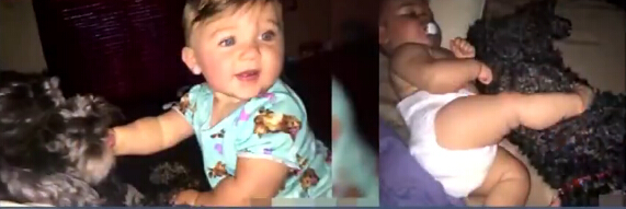 [视频]感人！火灾中 小狗用身体掩护婴儿