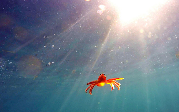 [视频]美国潜水员潜水遭一群龙虾“调戏” 画面逗趣