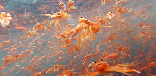 [视频]美国潜水员潜水遭一群龙虾“调戏” 画面逗趣