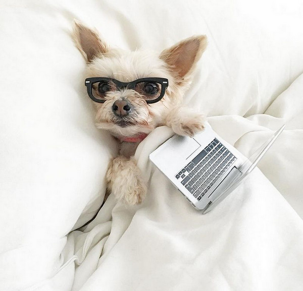 [视频]约克夏犬狗场获救 穿着时尚变“网红”