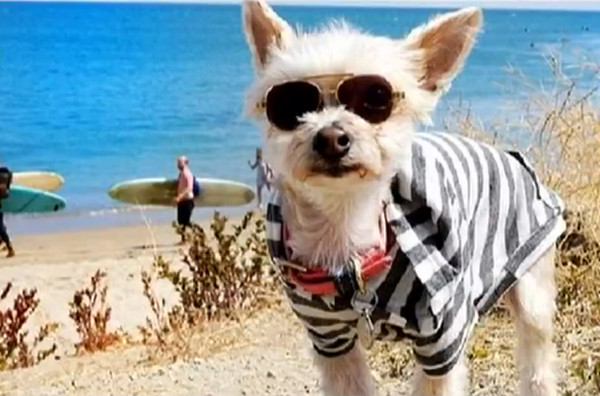 [视频]约克夏犬狗场获救 穿着时尚变“网红”