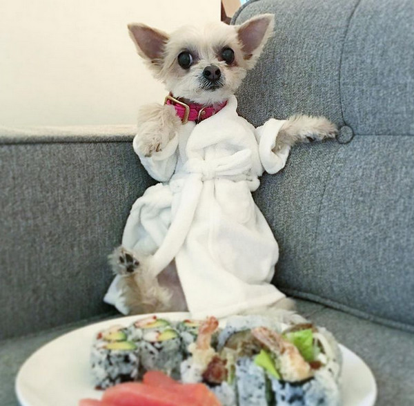 [视频]约克夏犬狗场获救 穿着时尚变“网红”