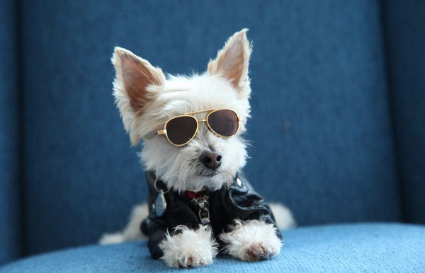 [视频]约克夏犬狗场获救 穿着时尚变“网红”