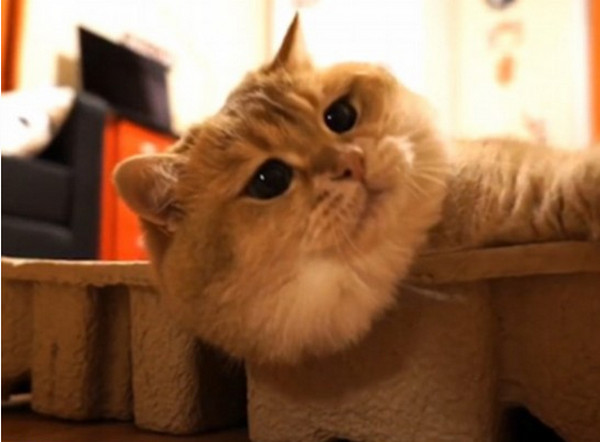 [视频]萌翻！ 俄小猫咪因挤不进纸板凹痕叹气沮丧