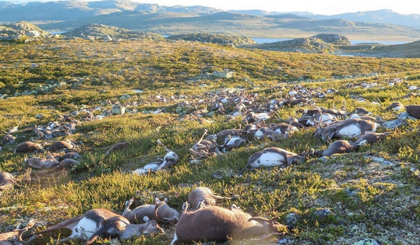 [视频]挪威300多头野生驯鹿遭遇雷电袭击 集体死亡