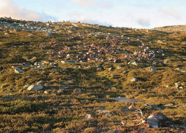 [视频]挪威300多头野生驯鹿遭遇雷电袭击 集体死亡