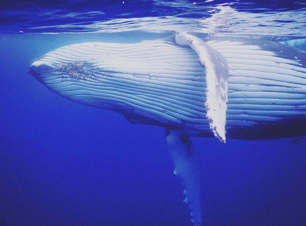 [视频]澳大利亚小哥潜水自拍 却被淘气鲸鱼抢镜