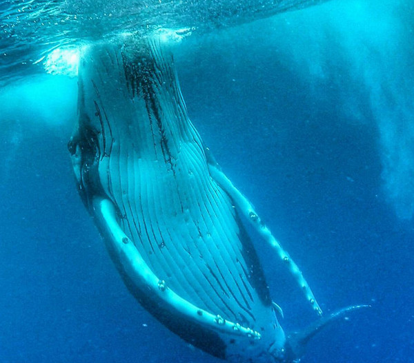 [视频]澳大利亚小哥潜水自拍 却被淘气鲸鱼抢镜