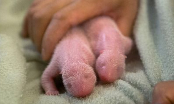[视频]旅美大熊猫“伦伦”产下双胞胎宝宝