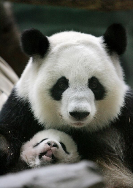 [视频]旅美大熊猫“伦伦”产下双胞胎宝宝