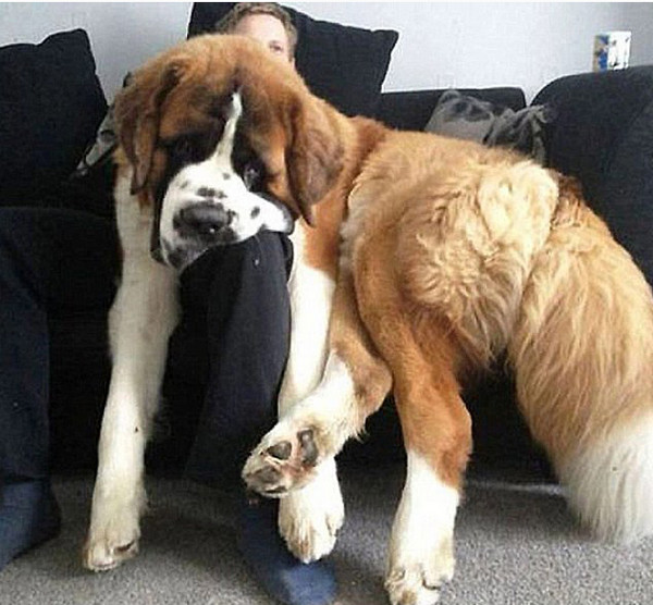 [视频]大身材狗狗撒娇卖萌 令人捧腹