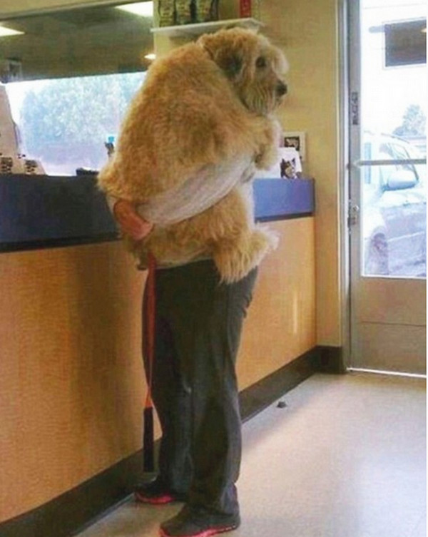 [视频]大身材狗狗撒娇卖萌 令人捧腹