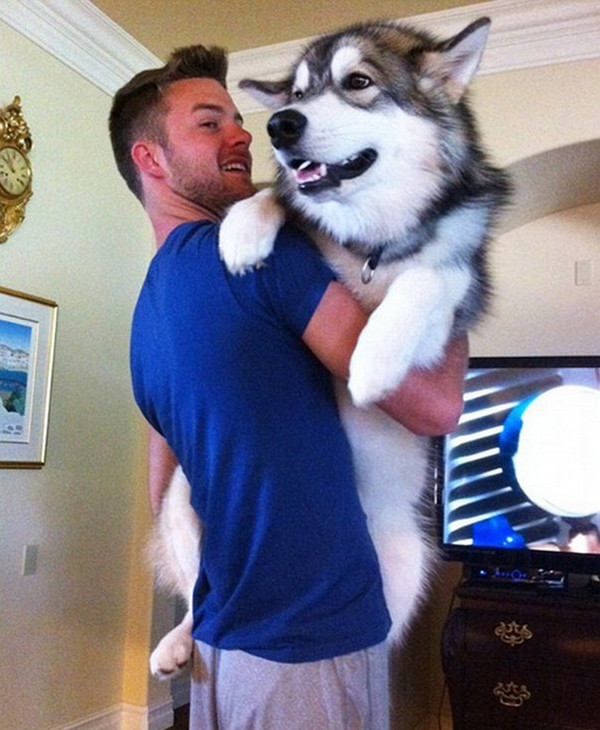 [视频]大身材狗狗撒娇卖萌 令人捧腹