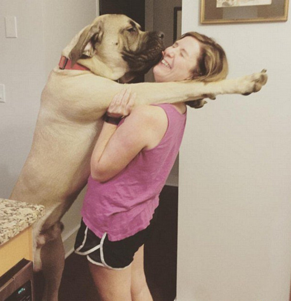 [视频]大身材狗狗撒娇卖萌 令人捧腹