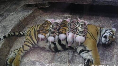 [视频]母老虎丧子 动物园用猪仔替代安慰