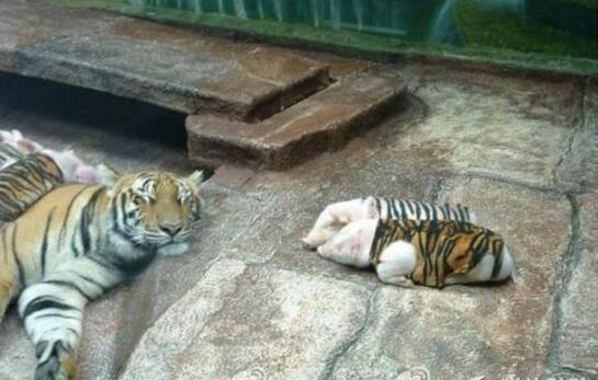 [视频]母老虎丧子 动物园用猪仔替代安慰