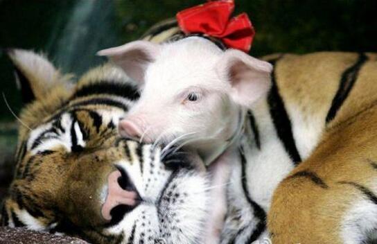 [视频]母老虎丧子 动物园用猪仔替代安慰
