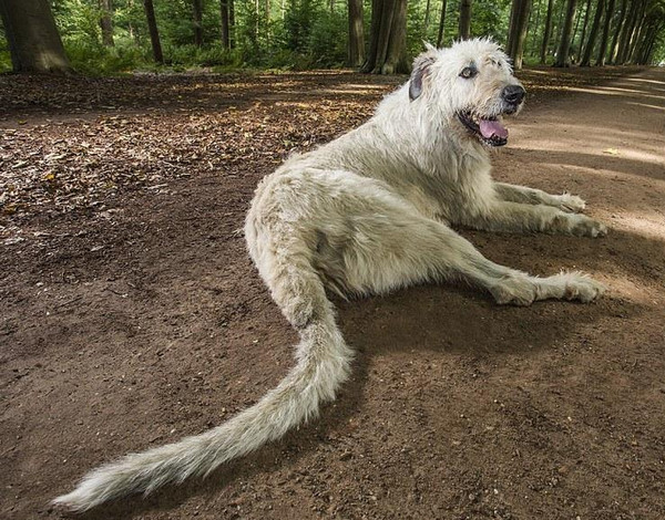 [视频]吉尼斯：探索万物之极限 2017版世界纪录大全成册