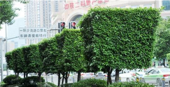 [视频]好方！成都街头绿化树集体剃成“方脑壳”