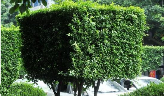 [视频]好方！成都街头绿化树集体剃成“方脑壳”