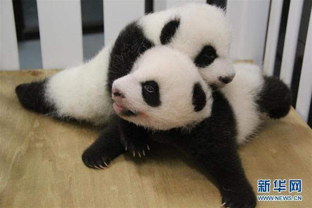 [视频]澳门大熊猫双胞胎 获名“健健”“康康”