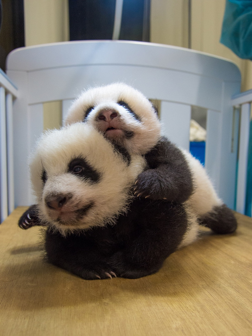 [视频]澳门大熊猫双胞胎 获名“健健”“康康”