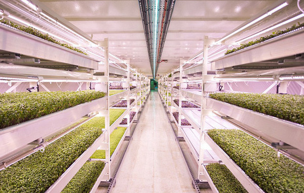 [视频]英国防空洞被改造成世界首个地下农场