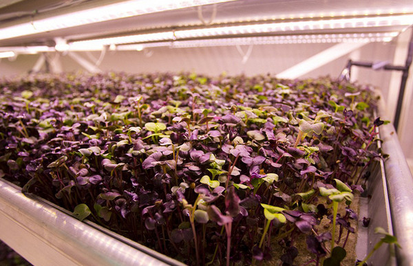 [视频]英国防空洞被改造成世界首个地下农场