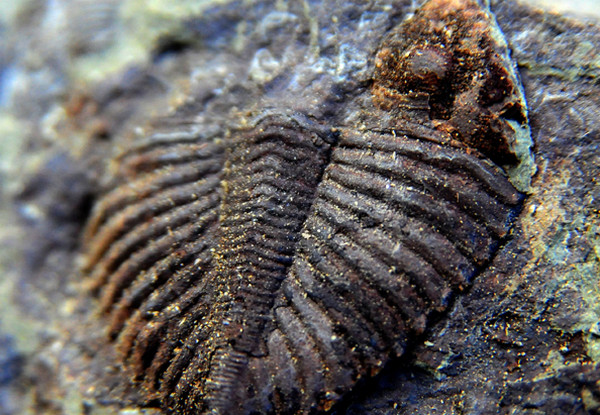 [视频]重庆现亿年前三叶虫化石 头部触须清晰可见