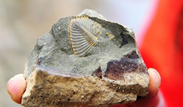 [视频]重庆现亿年前三叶虫化石 头部触须清晰可见