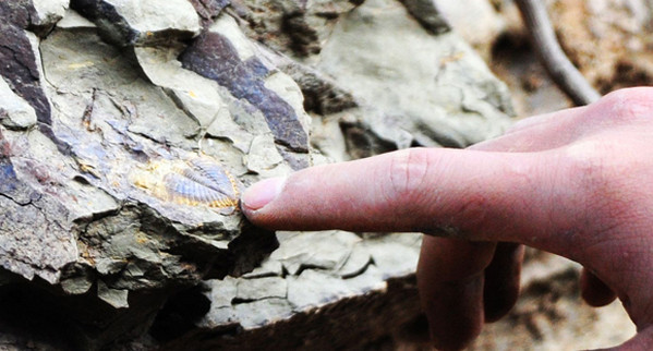 [视频]重庆现亿年前三叶虫化石 头部触须清晰可见