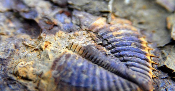 [视频]重庆现亿年前三叶虫化石 头部触须清晰可见