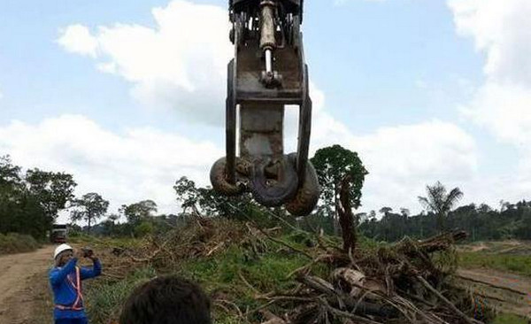 [视频]巴西建筑工人抓获10米长巨蟒 体重超400公斤