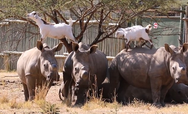 [视频]南非：山羊吃树叶 踩着犀牛背