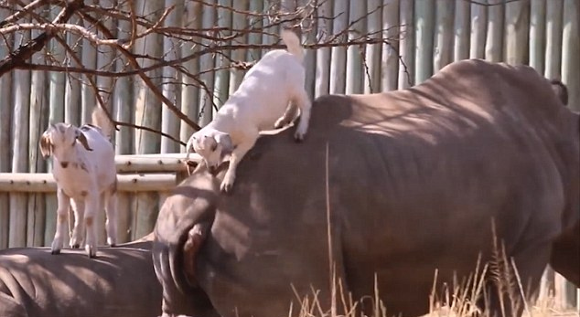 [视频]南非：山羊吃树叶 踩着犀牛背