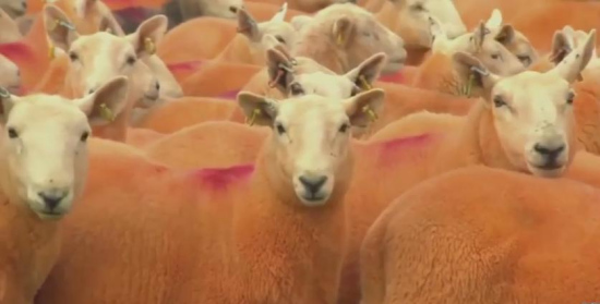 [视频]]英国：牧羊人防偷羊 800只羊染成桔色