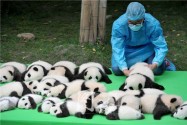 [视频]四川成都：23只熊猫宝宝集体亮相
