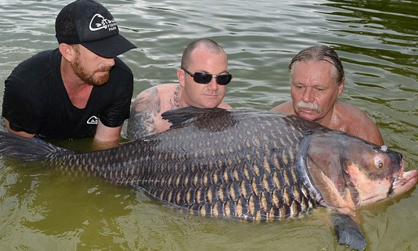 [视频]英国游客在泰国钓起200斤大鲤鱼