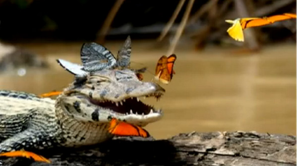 [视频]鳄鱼脑袋变鲜花招蜂引蝶 张嘴微笑心情愉悦