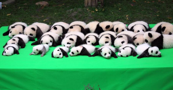 [视频]成都23只大熊猫幼仔集体上演“熊猫瘫”
