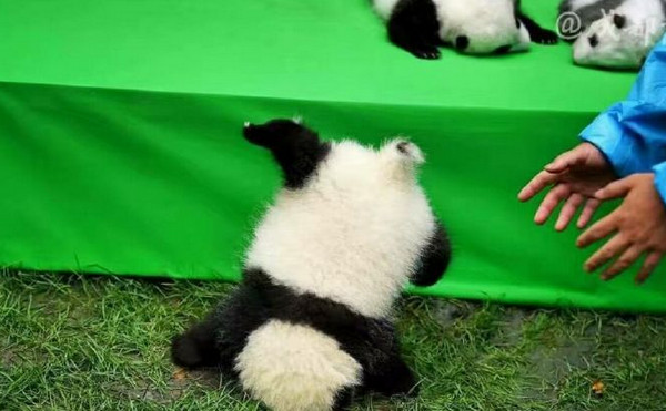 [视频]成都23只大熊猫幼仔集体上演“熊猫瘫”