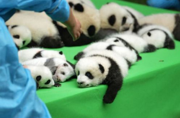[视频]成都23只大熊猫幼仔集体上演“熊猫瘫”