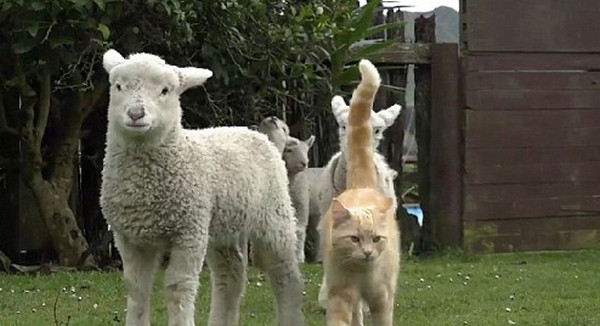[视频]新西兰“牧羊猫”混迹羊群成“首领”走红网络
