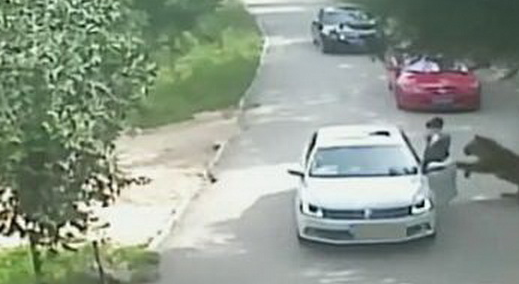[视频]八达岭老虎咬人事件家属首发声：因晕车下车 以为在安全区