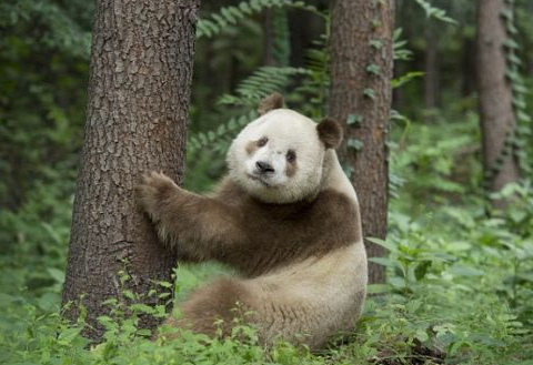 [视频]陕西现棕白色熊猫 全球唯一