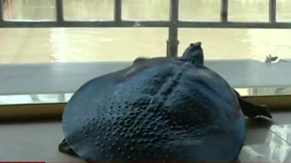 [视频]乐山：一杆钓起“巨无霸”中华鳖 年龄或超40岁