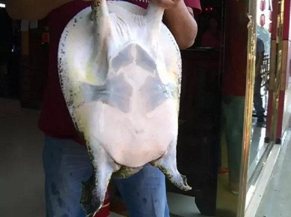 [视频]乐山：一杆钓起“巨无霸”中华鳖 年龄或超40岁