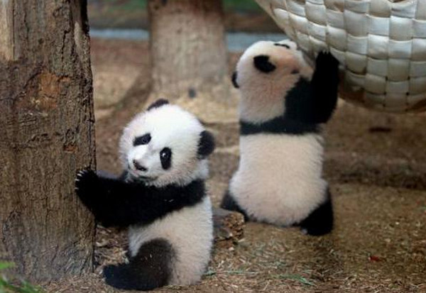 [视频]大熊猫要回中国了 美国粉丝们心都碎了！